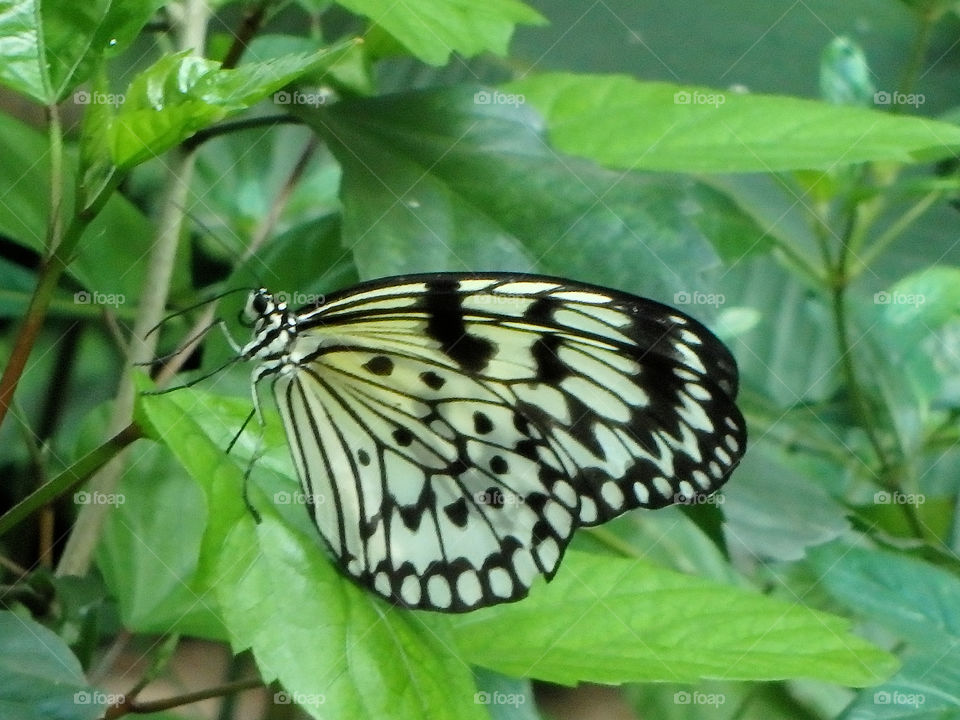 Cockrell Butterfly Center