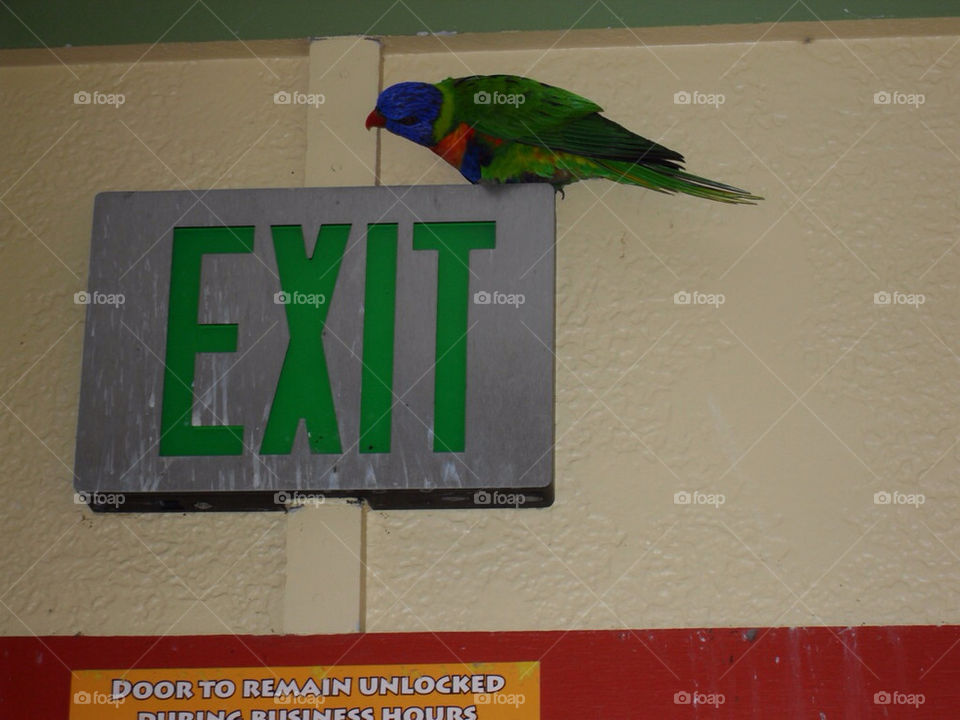 exit sign funny bird by mcannon