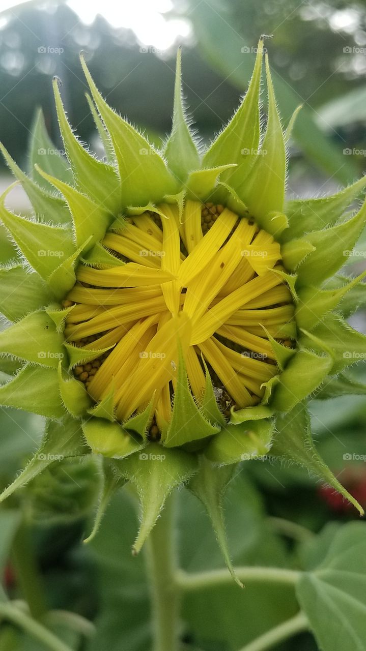 Sunflower bud