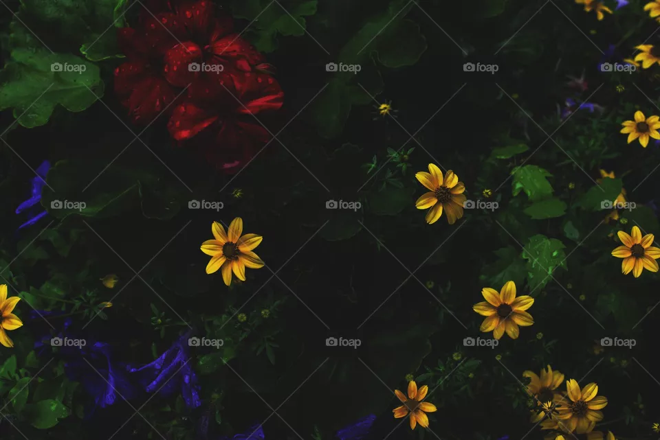 beautiful flowers