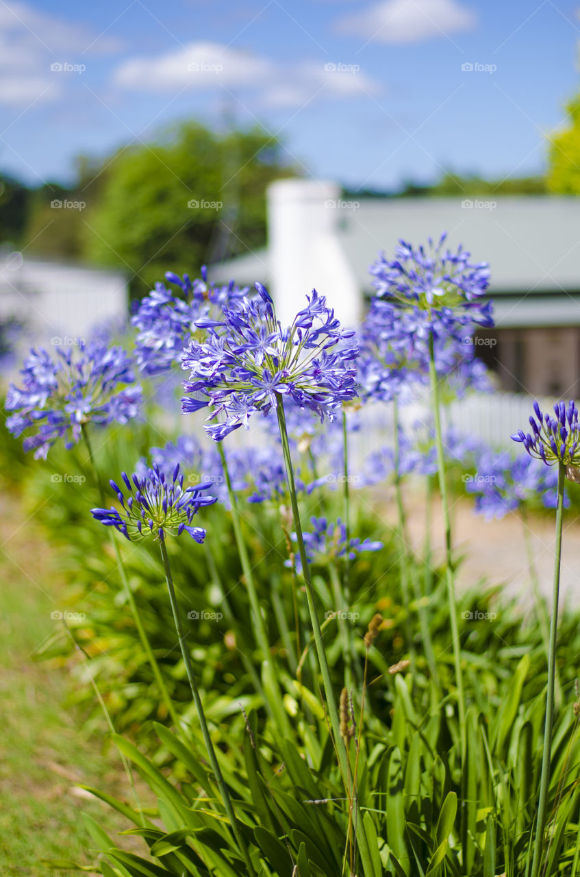 Nature, Grass, No Person, Summer, Flower