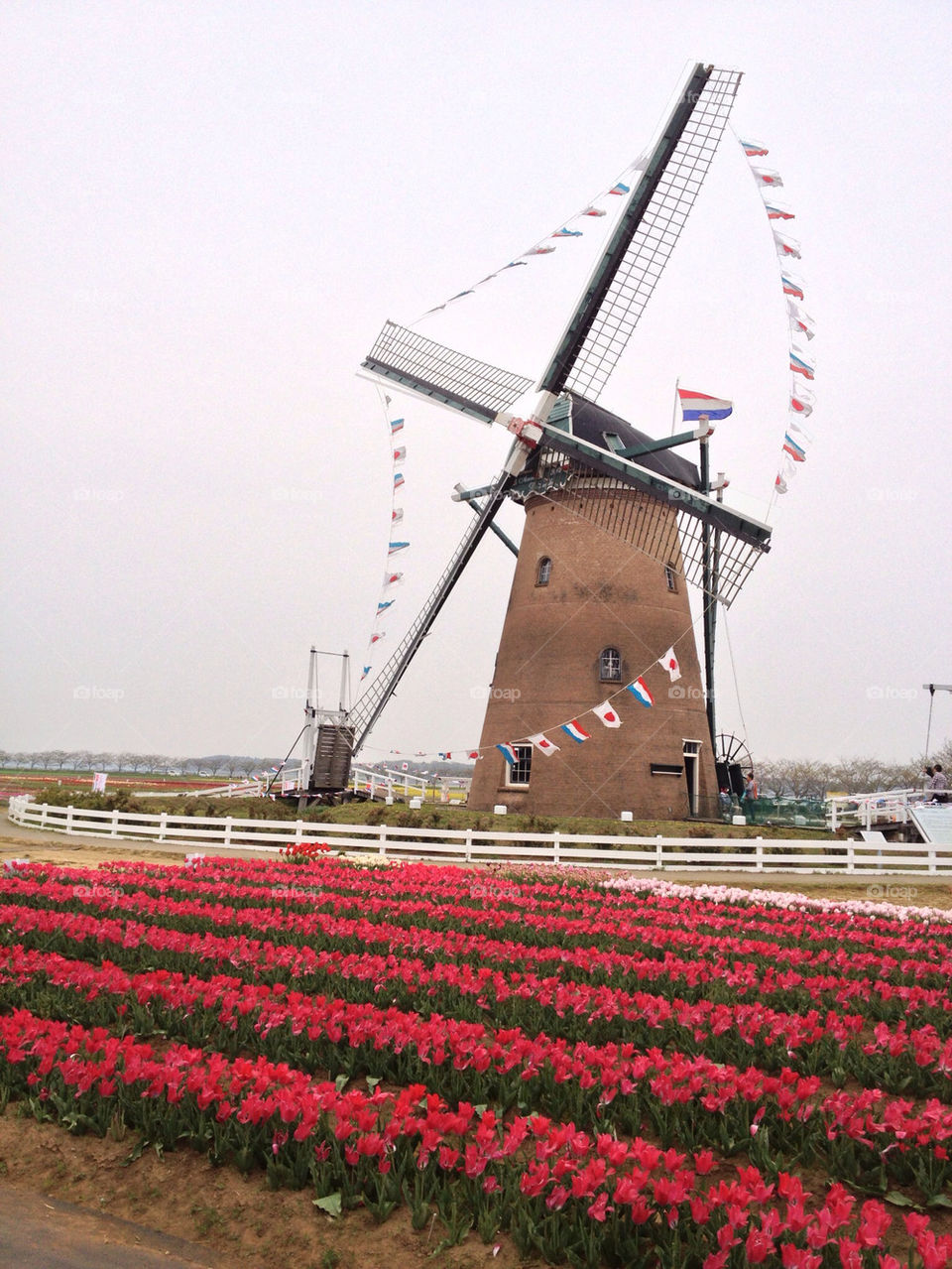 flower tulip windmill by sarukeiji
