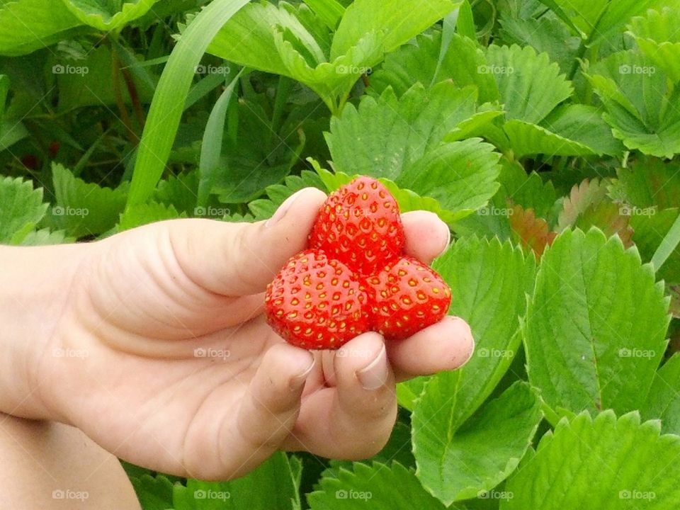Picking up strawberries