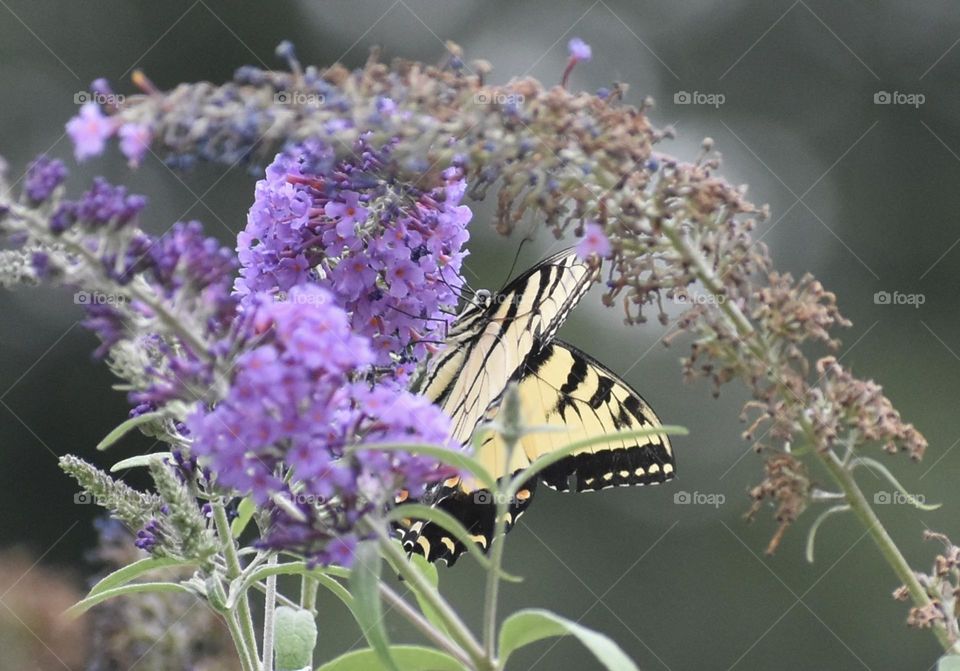 Butterfly on purple bush 