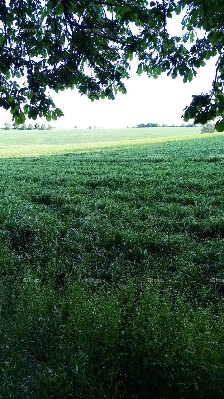 Feld