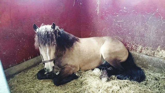 HORSE#7