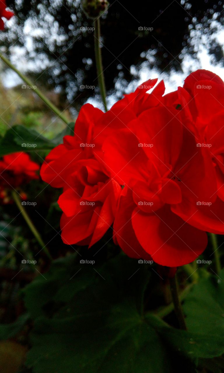 fiori del mio giardino