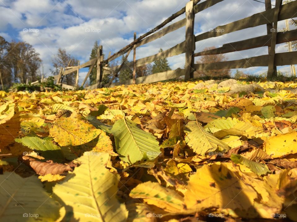 Yellow leaves