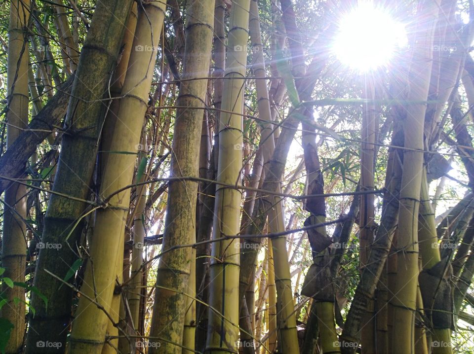 Bambooand sunshine