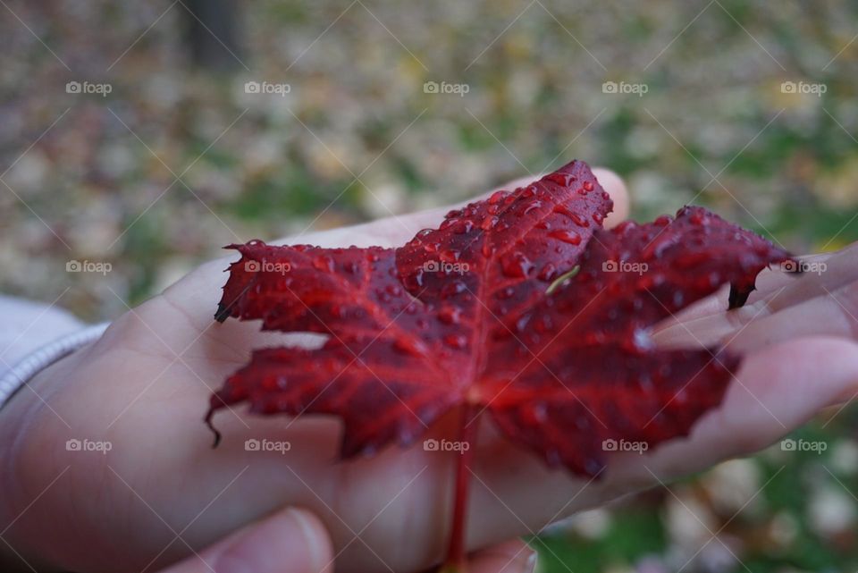 Leave#nature#season#autumn#hands