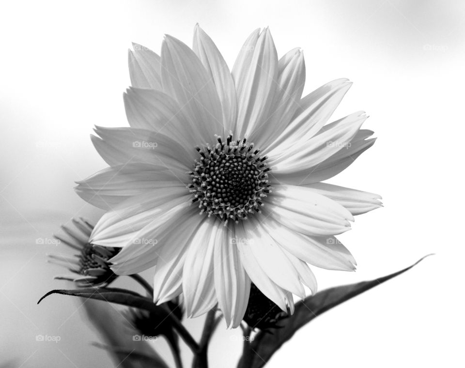 Black and white wild flower