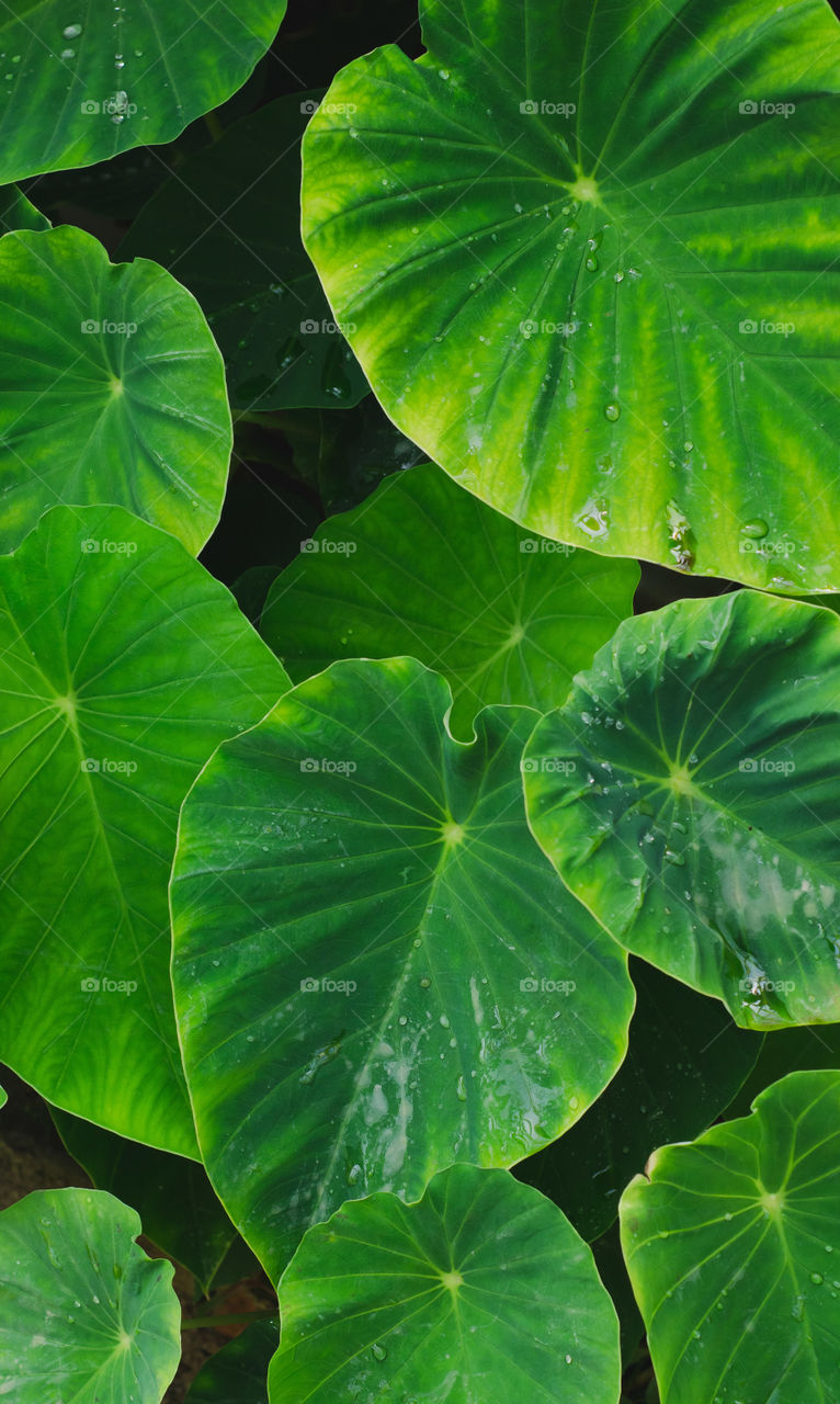 Patterns and lines of nature. Leaves of the Kolokazia. Bright green color, botanical textures, botanical background.