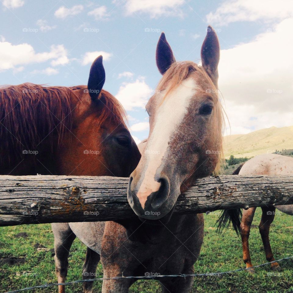 Telling secrets. Horses in Idaho