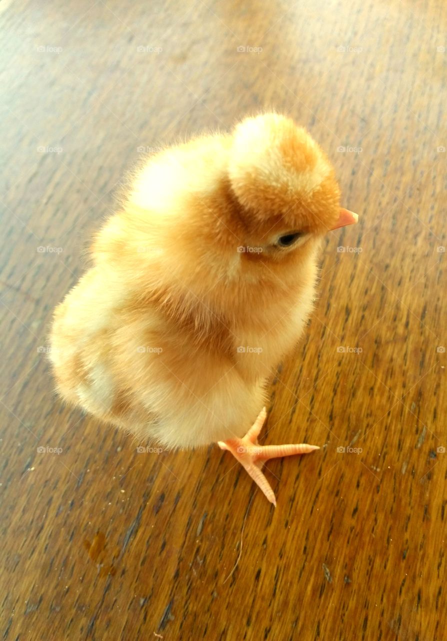 chicken baby
