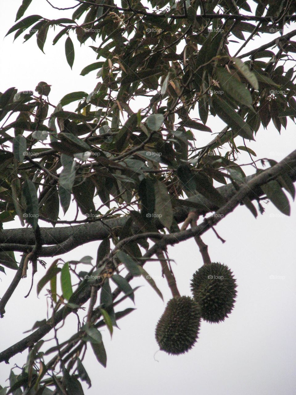 Close-up view of durian fruit hanging on tree trunk