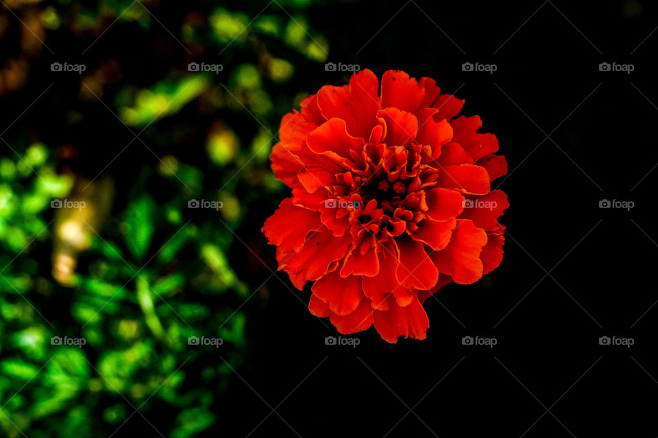 Red colorful flower 