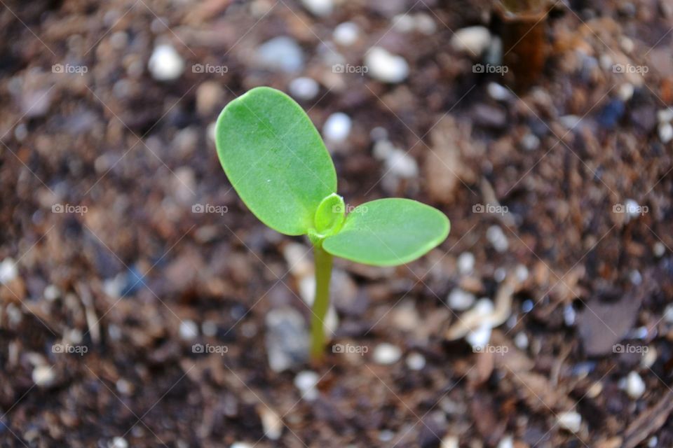 spring sprout. sunflower sprout in spring