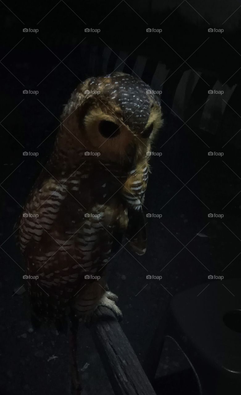 Strix Seloputo Owl