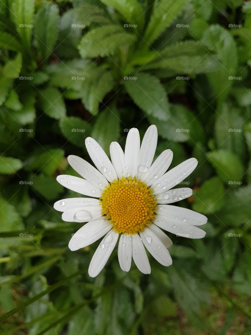 daisy - beautiful flower