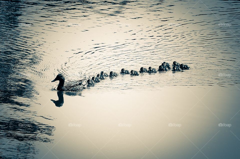 A mother Mallard duck with  a whopping fifteen ducklings all in line swimming in the pond at Lake Wheeler Park in Raleigh North Carolina, Triangle area, Wake County. 