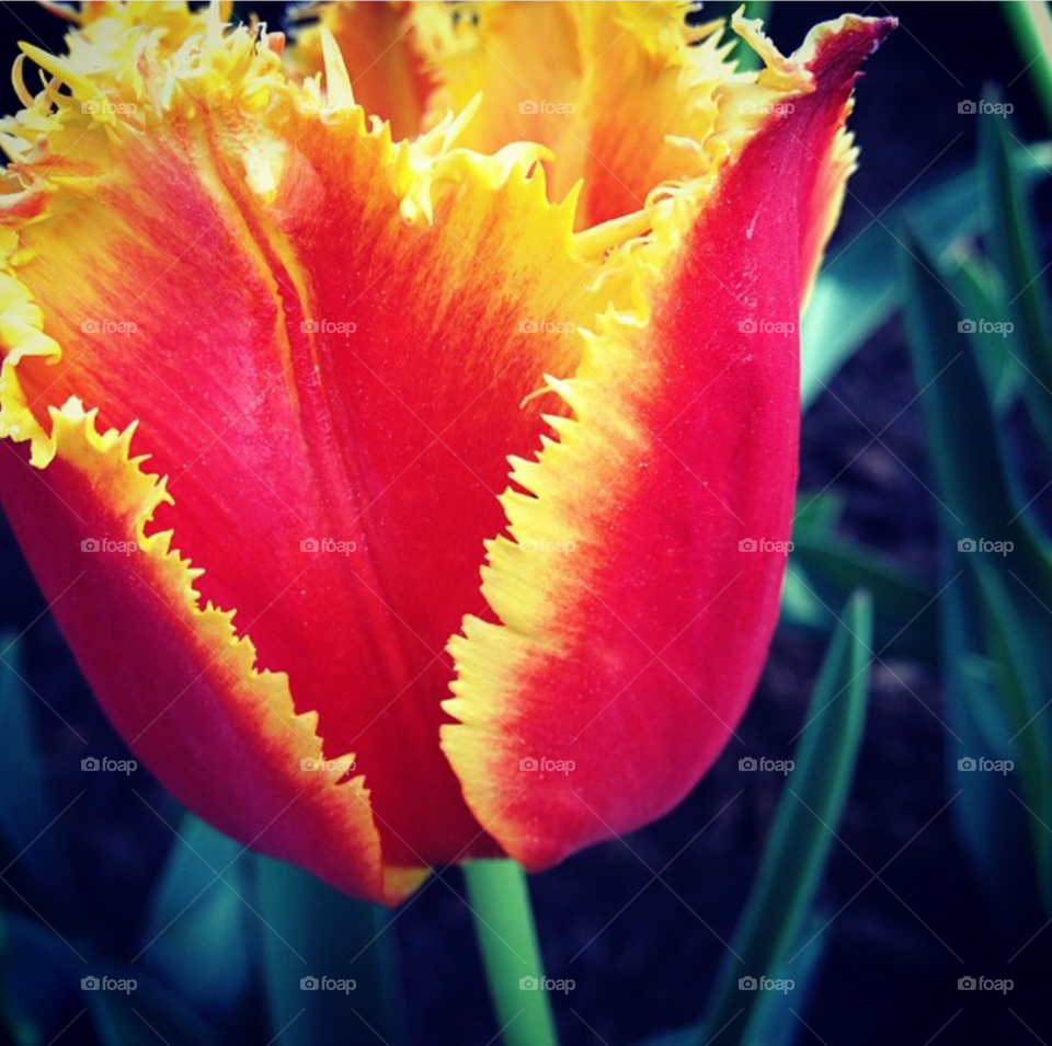 Prettiest Tulip I've Ever Seen!