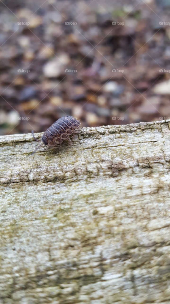 ball bug on a landscape timber
