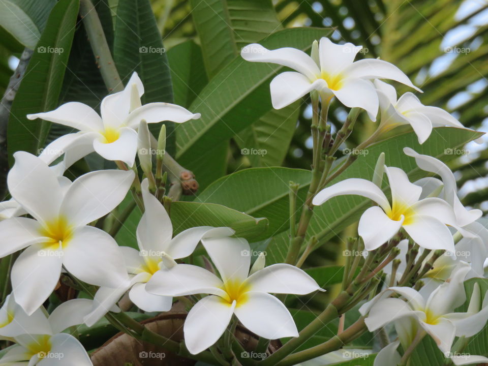 Plumeria