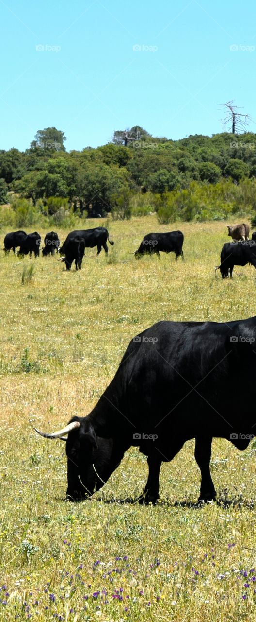 Black bull at spanish prairie