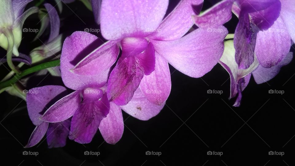 background colour is balck....orchid flower bouquets