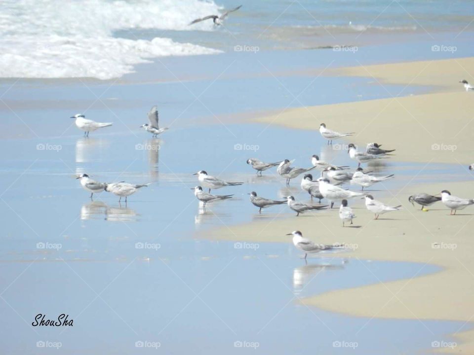 Seagull gang , Egypt