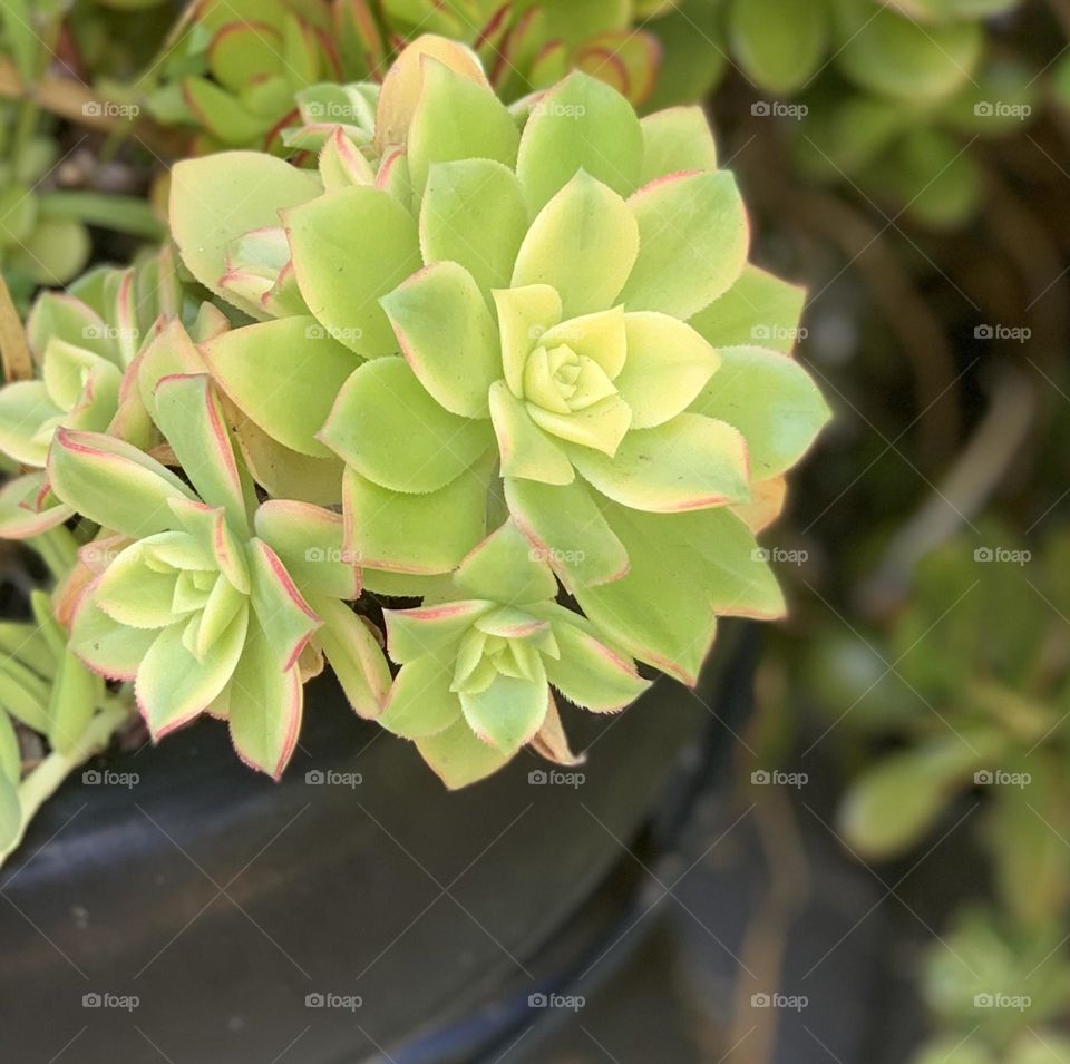Beautiful succulent in a California garden 