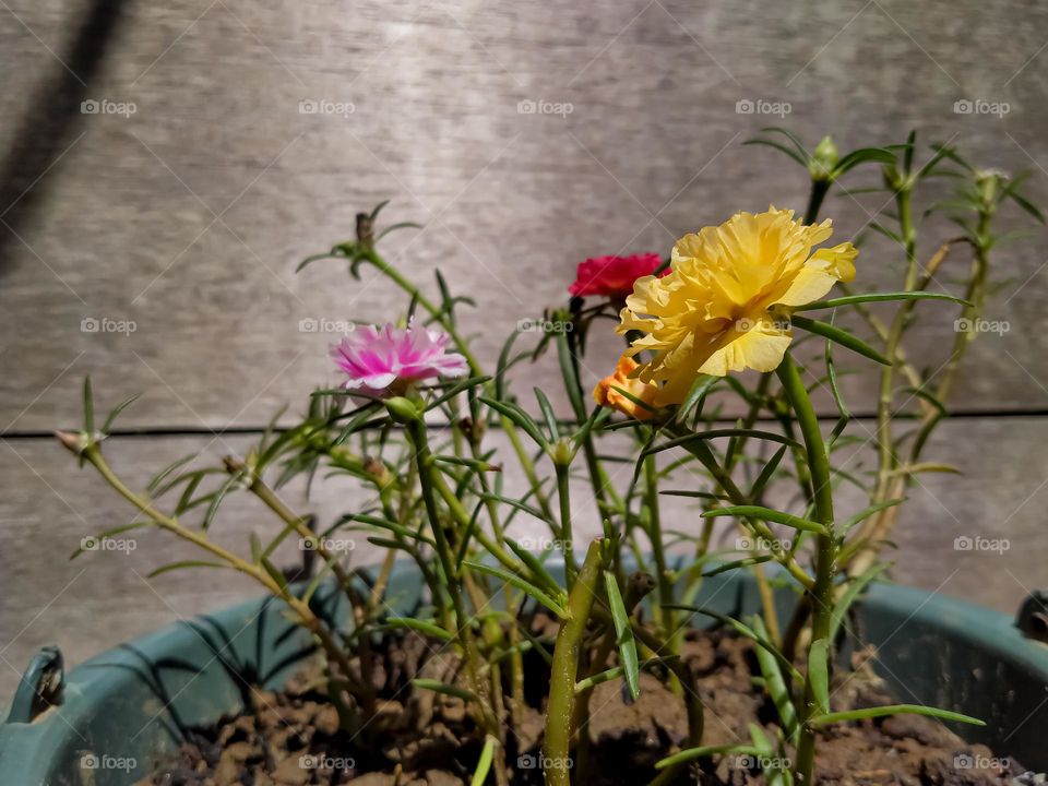 Flower plants in pots.