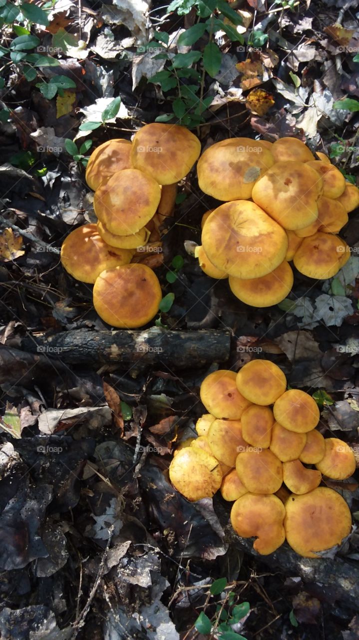 orange mushroom clusters
