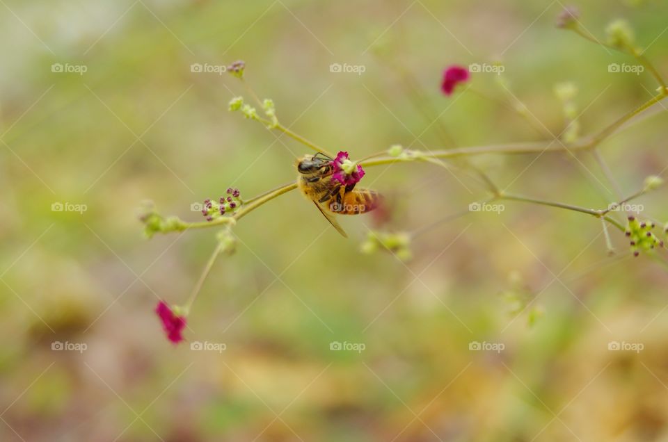 Bee collecting pollen.