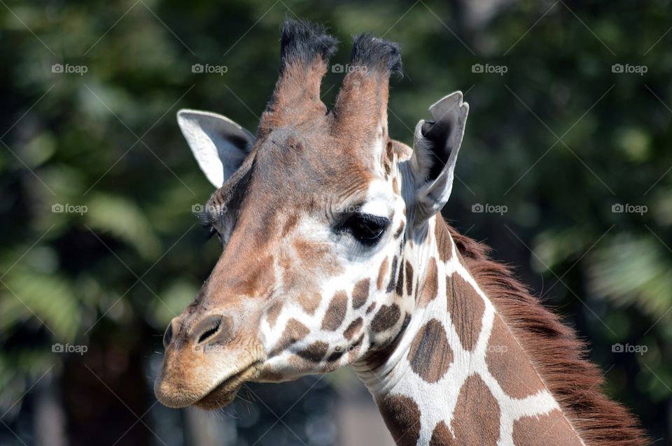 giraffe