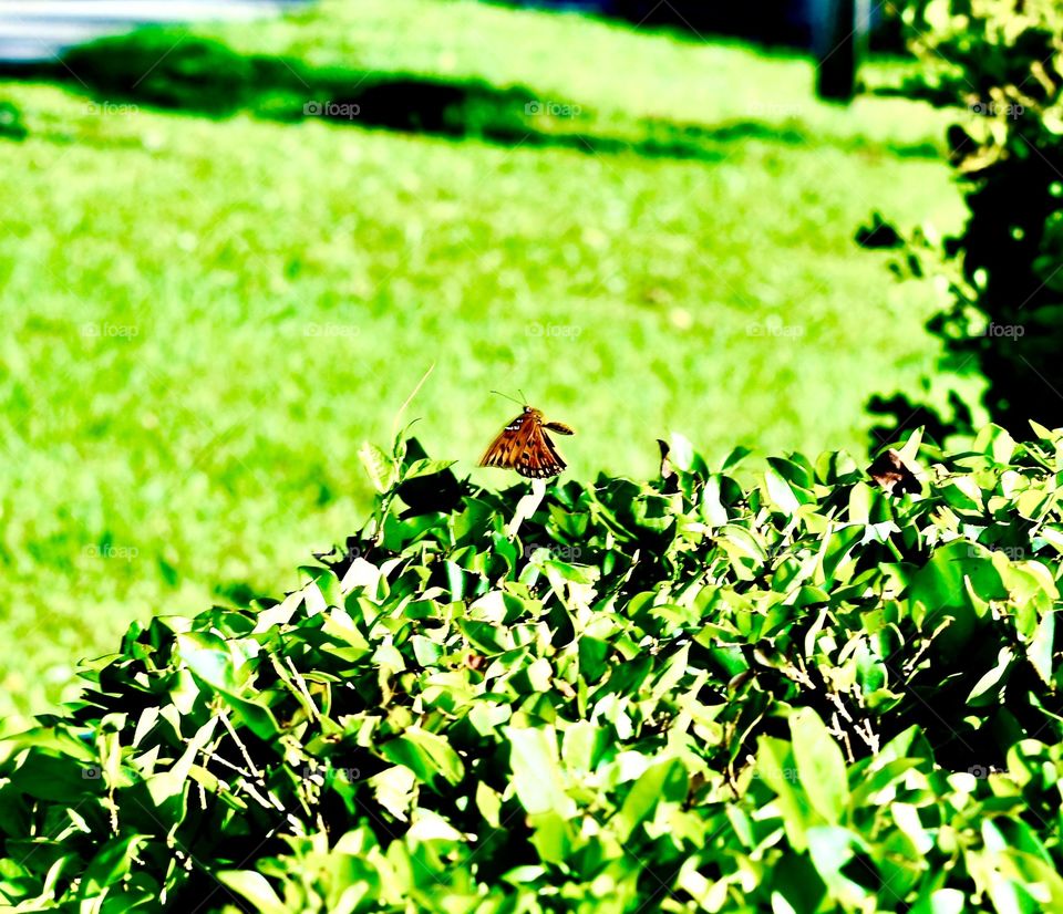 Butterfly in motion