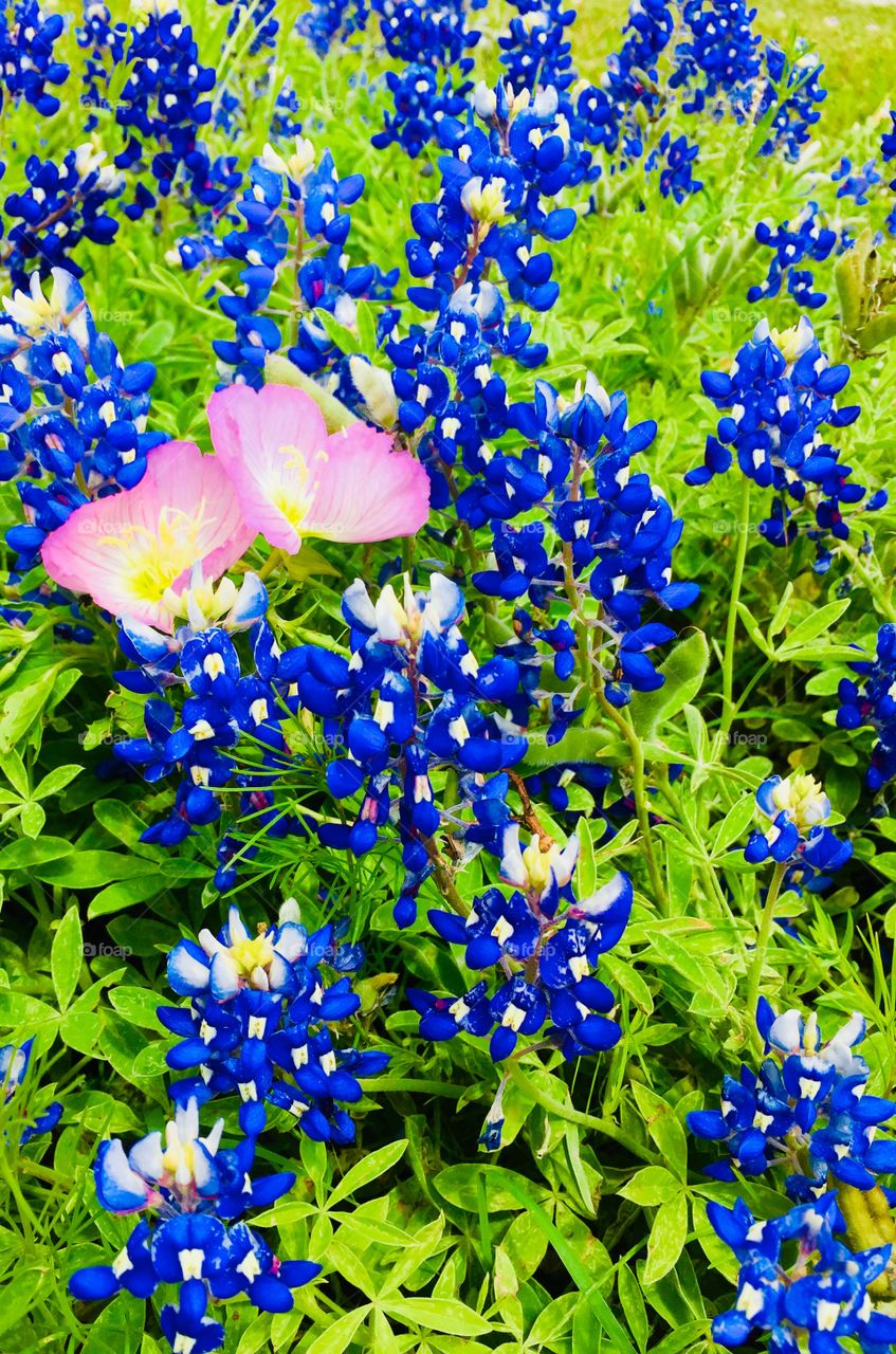 Texas Blue Bonnets 