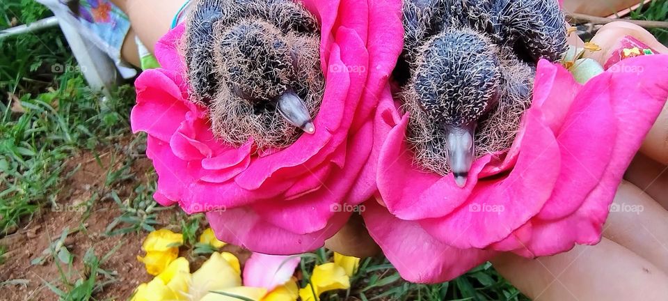 little bird in the colorful nest