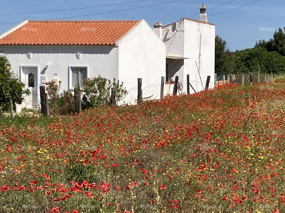 White house near poppies field