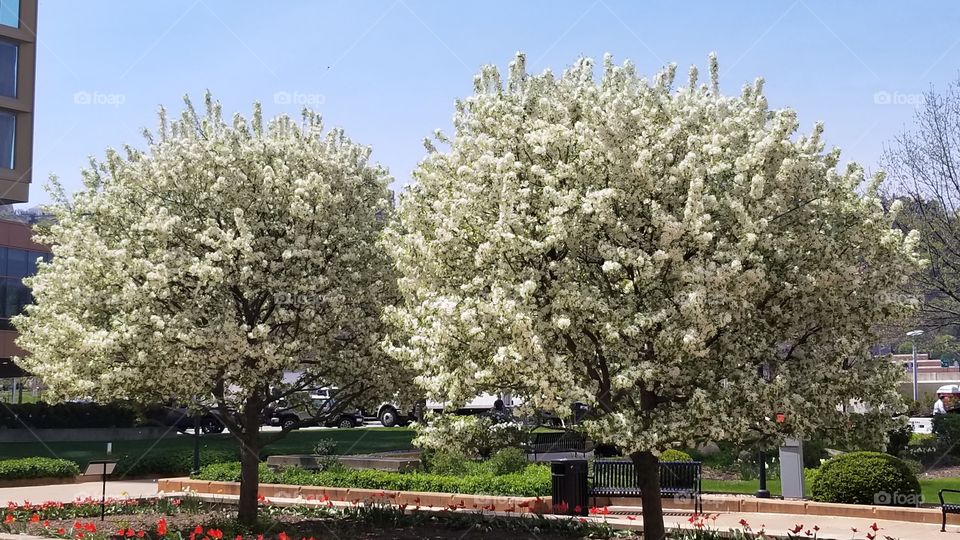Twin Trees in Full Bloom