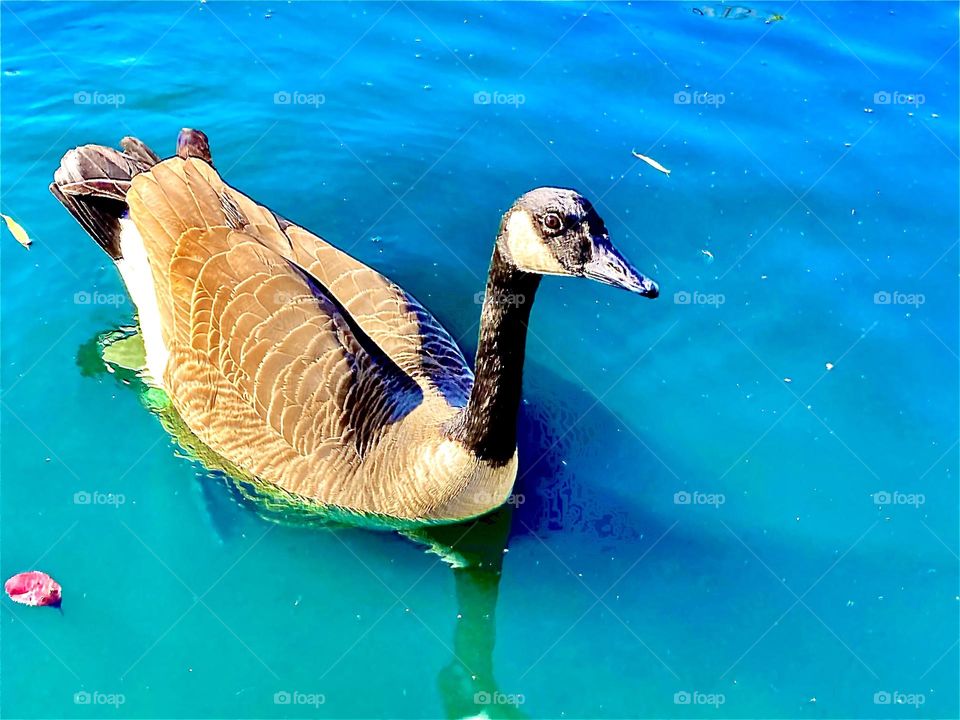 Canadian goose swimming in the pond on a sunny day 