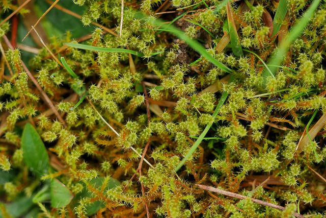 Vegetation