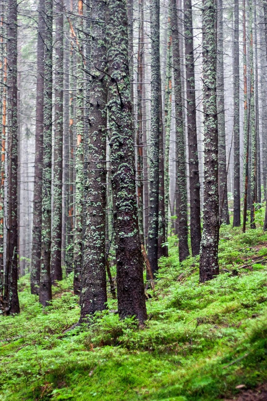 Thick forest