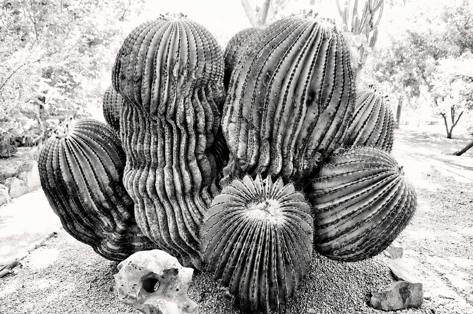 Cactus 