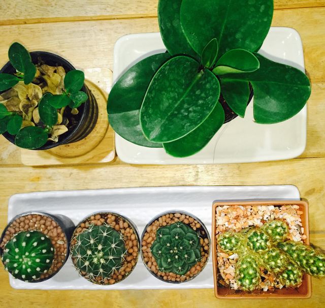 Variety of cactus