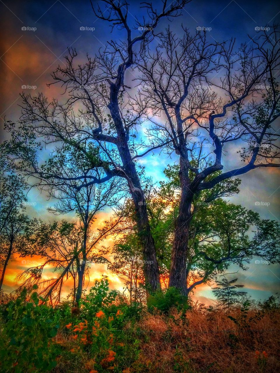 sunrise tree