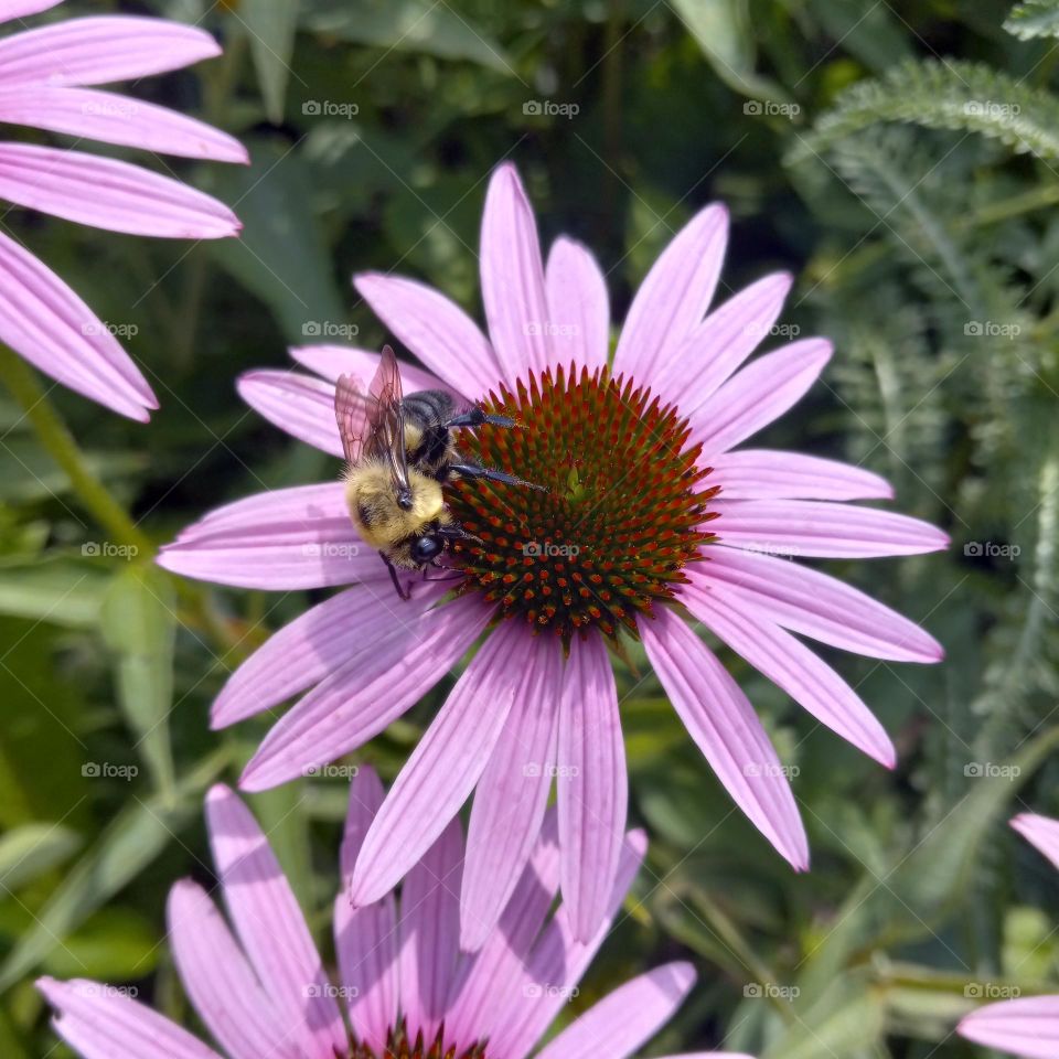 coneflower and bee