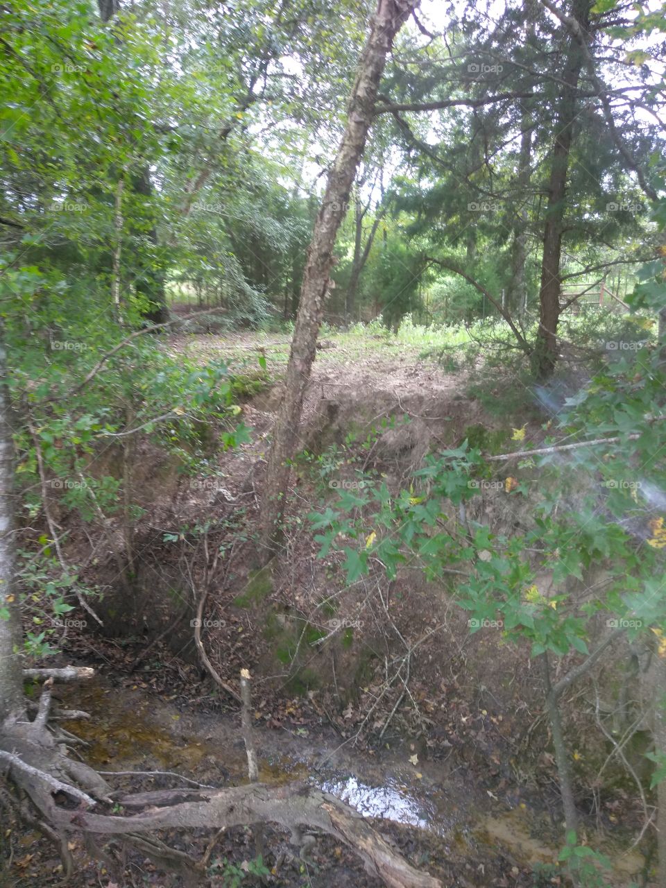 wooded creek bed