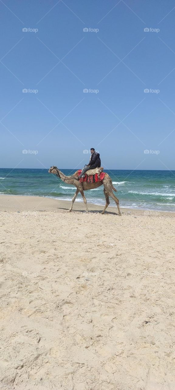 Don't you look at the camels how they were created?