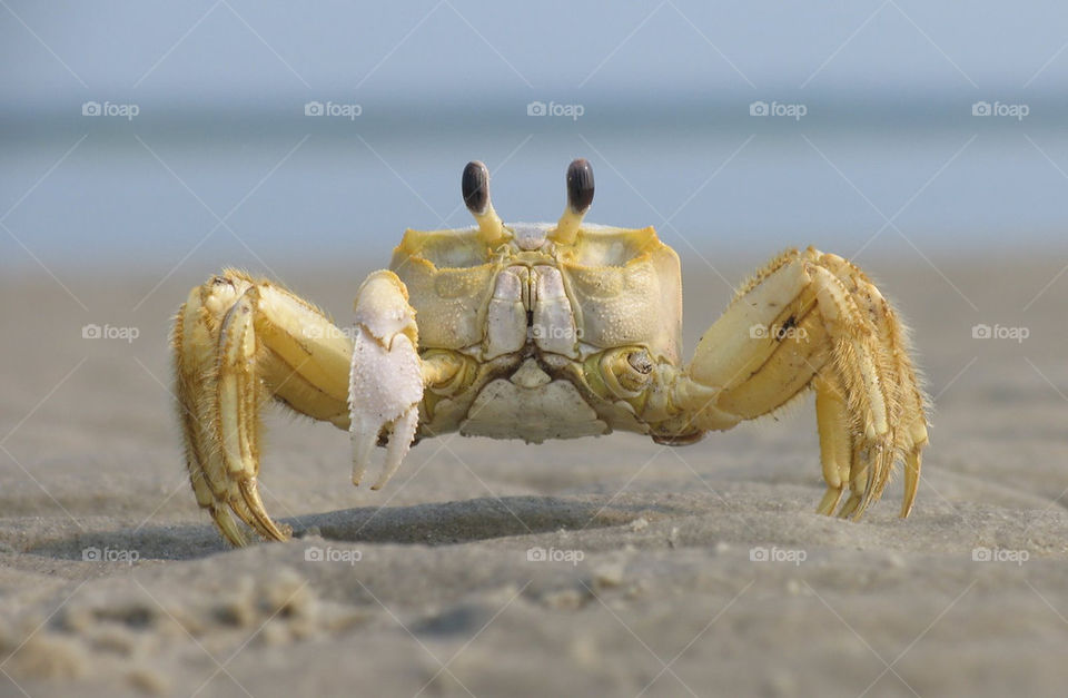 Close up beach crab